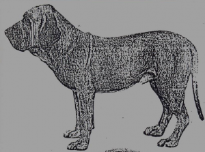 Il Fila Brasileiro, coraggioso mastino sudamericano