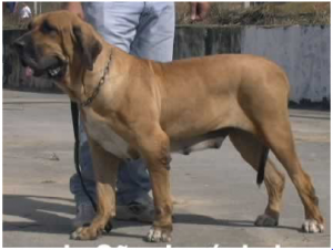 Il Fila Brasileiro, coraggioso mastino sudamericano