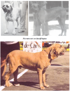 Il Fila Brasileiro, coraggioso mastino sudamericano