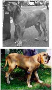 Il Fila Brasileiro, coraggioso mastino sudamericano